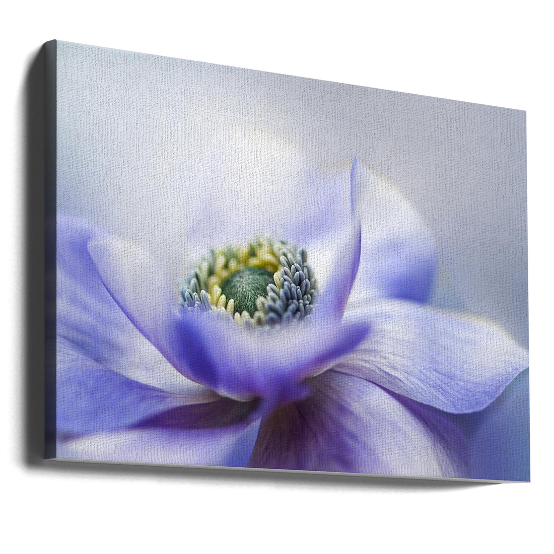 Anemone De Caen by Jacky Parker | Purple Garden Flora, Large Canvas Wall Art Print | Artsy Earth