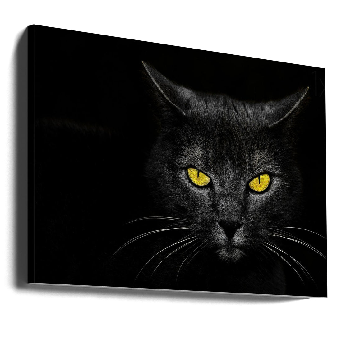 Black Cat Portrait by Davorin Baloh | Dark Pet Eyes, Large Canvas Wall Art Print | Artsy Earth