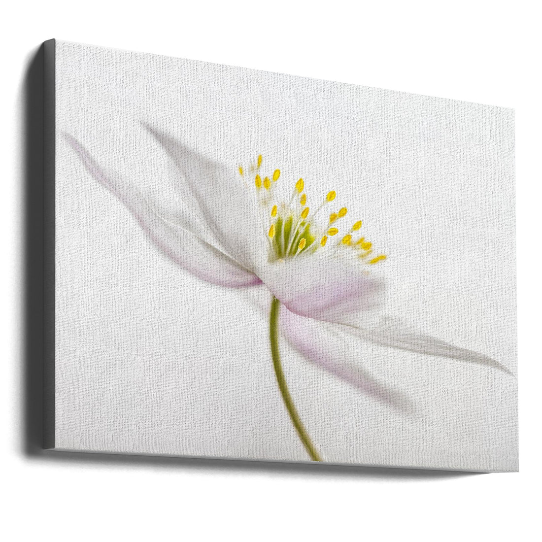 White Floral Macro by Mandy Disher | High Key Botanical, Large Canvas Wall Art Print | Artsy Earth