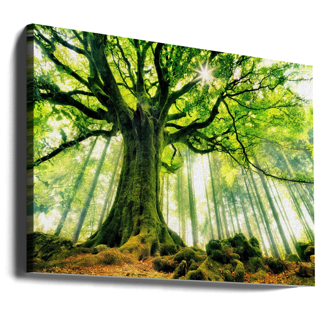 Ponthus' Beech by Christophe Kiciak | Magical Forest Landscape, Large Canvas Wall Art Print | Artsy Earth