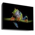 Curiosity by Ferdinando Valverde | Red Eyed Tree Frog Portrait, Large Canvas Wall Art Print | Artsy Earth