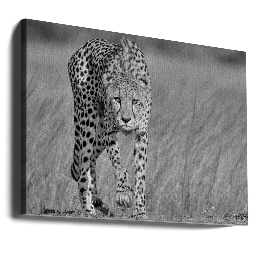 Focused Predator by Jaco Marx | Stalking Cheetah Wildlife, Large Canvas Wall Art Print | Artsy Earth