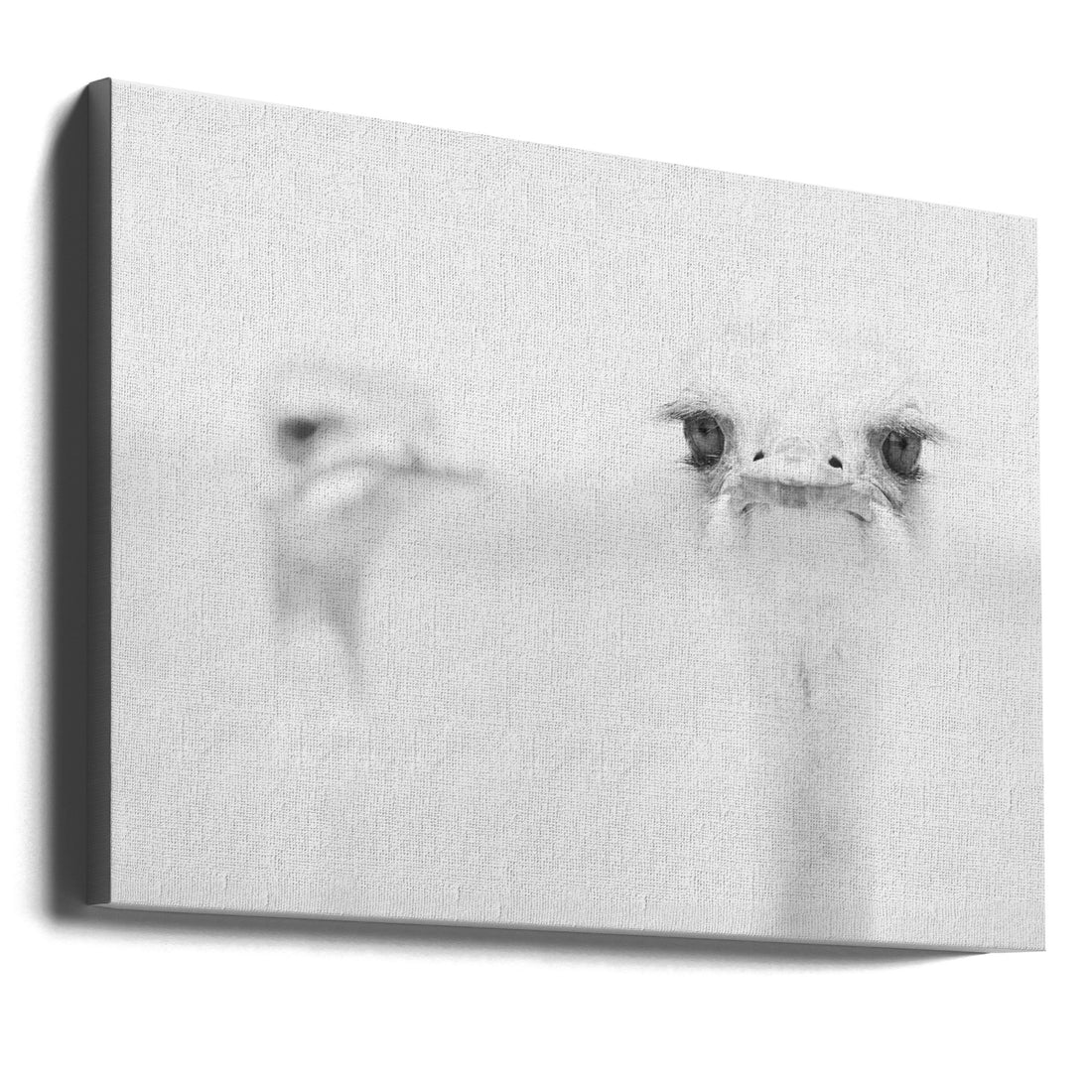 Funny Ostrich by Carlo Tonti | Minimalist Wildlife Portrait, Large Canvas Wall Art Print | Artsy Earth