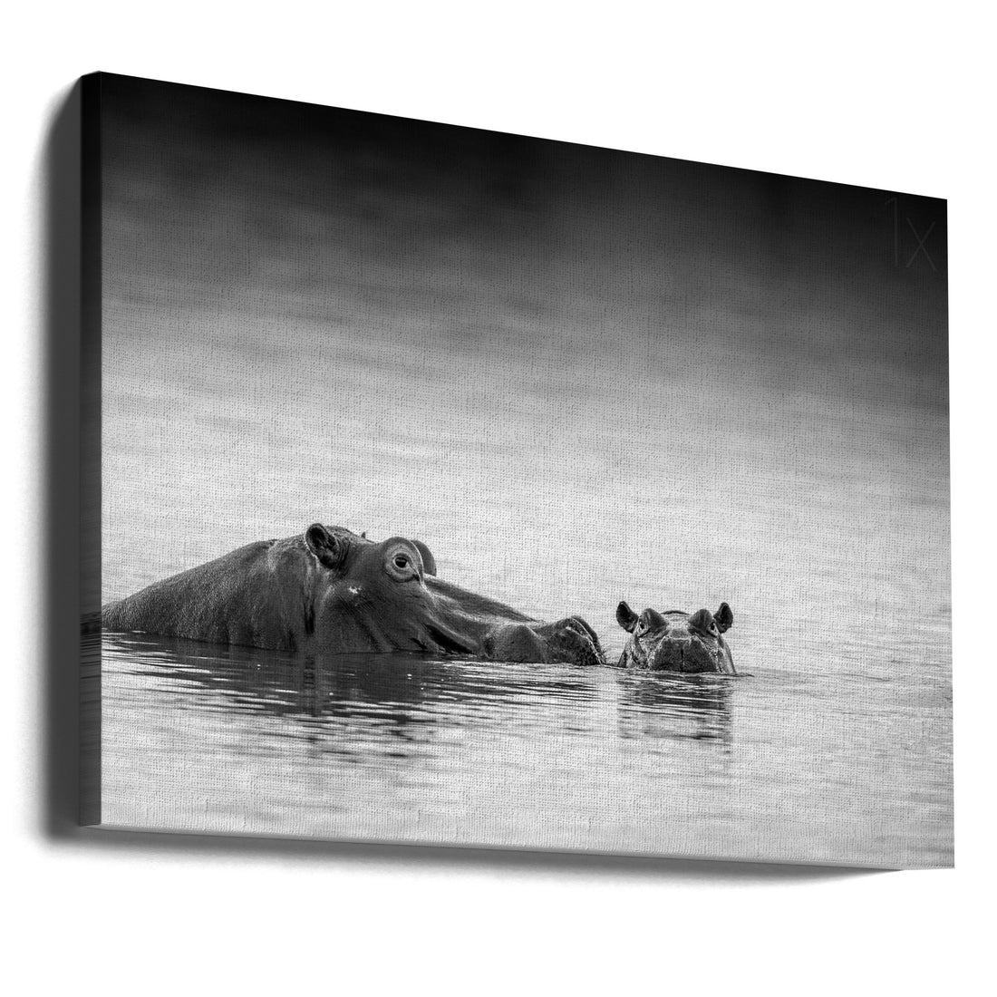 Eye Level Hippo by Jaco Marx | Wildlife Water Nature, Large Canvas Wall Art Print | Artsy Earth