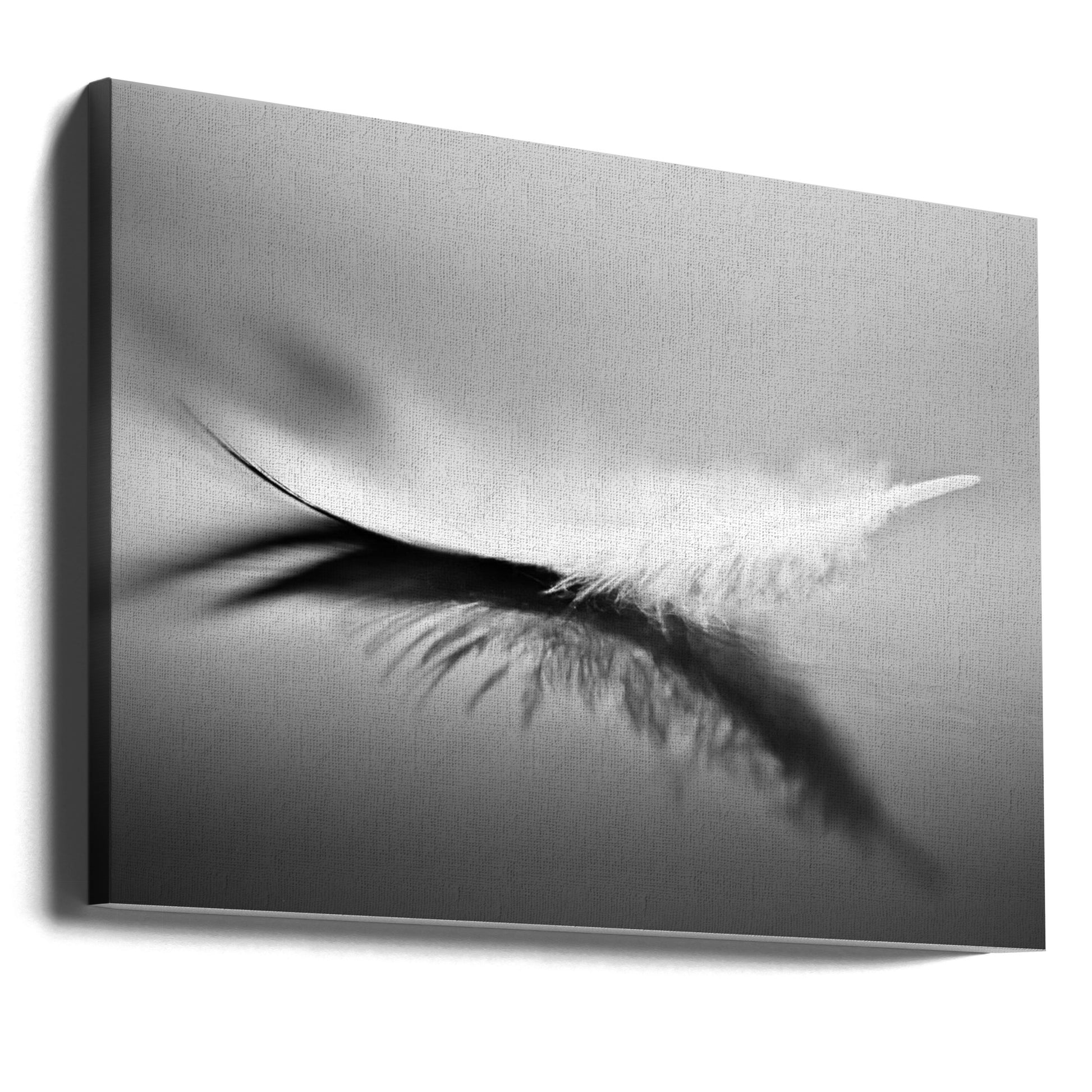 White Feather Still Life by Olinda Coutinho | Delicate Monochrome Reflection, Large Canvas Wall Art Print | Artsy Earth