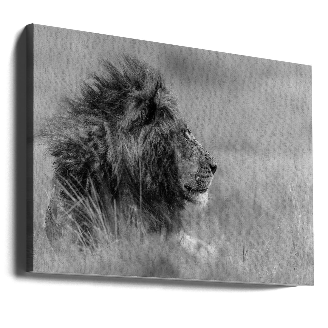 The king is alone by Massimo Mei | Lonely Lion King, Large Canvas Wall Art Print | Artsy Earth