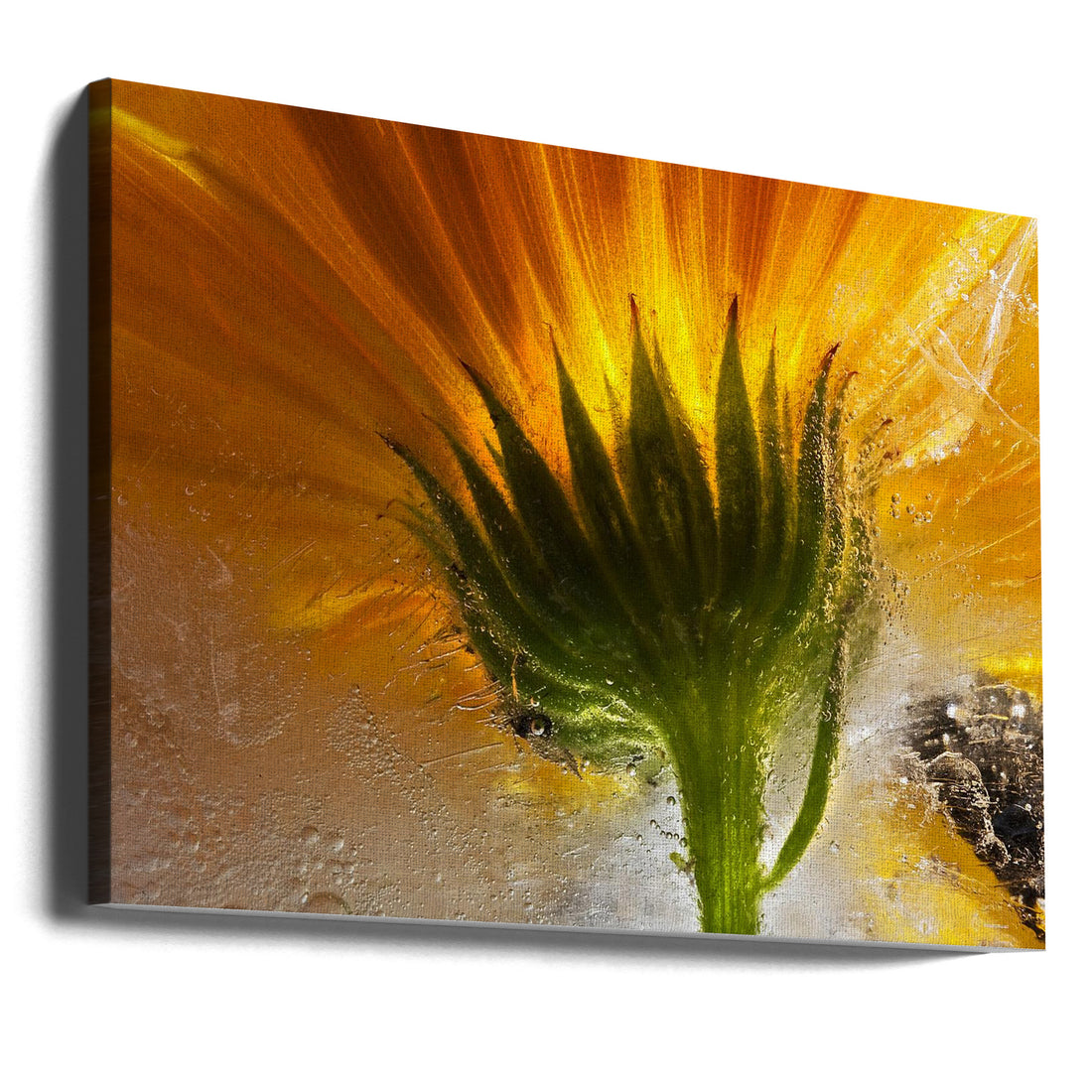 Frozen Marigold by Secundino Losada | Frozen Floral Macro, Large Canvas Wall Art Print | Artsy Earth