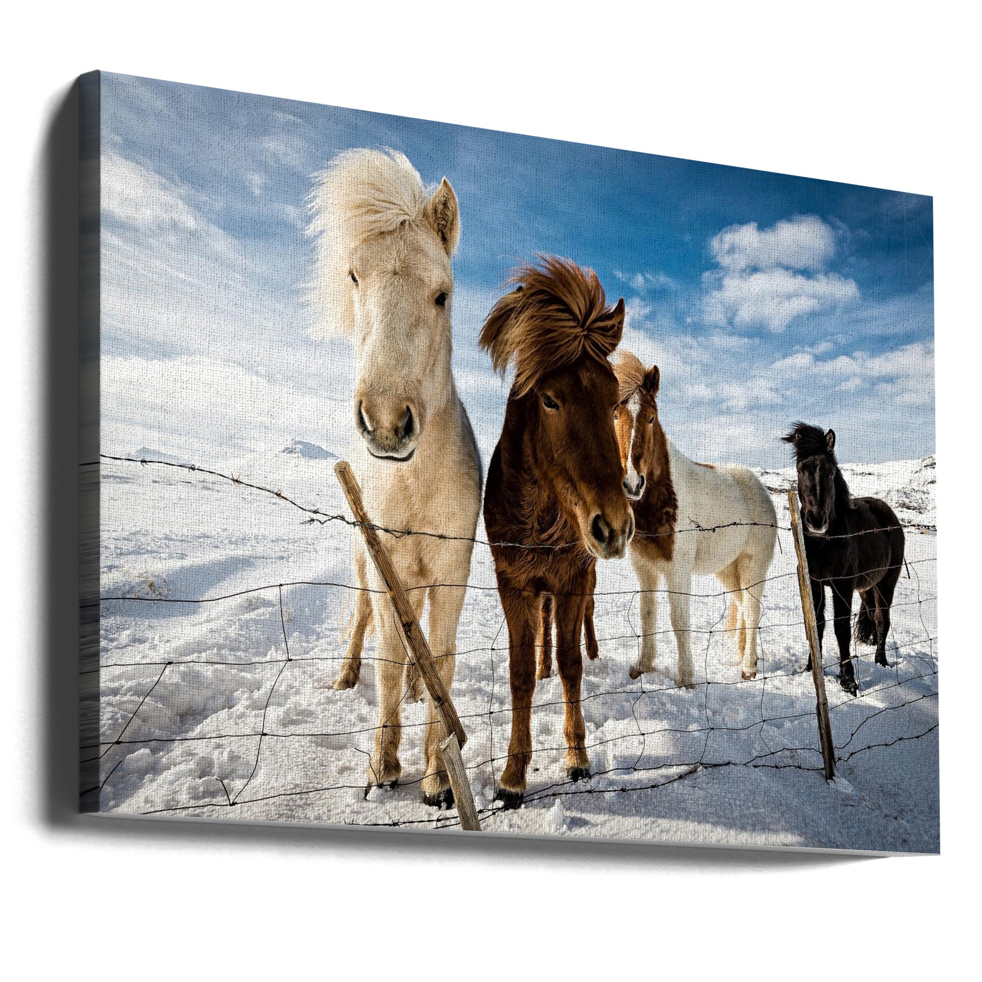 Icelandic Hair Style by Mike Leske | Windy Winter Portrait, Large Canvas Wall Art Print | Artsy Earth