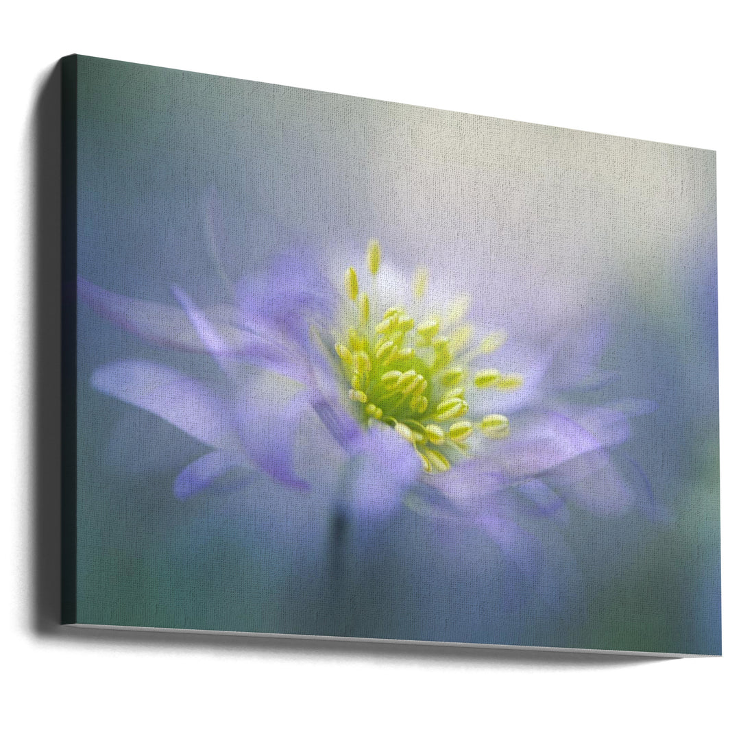 Blue Windflower by Jacky Parker | Macro Floral Botanical, Large Canvas Wall Art Print | Artsy Earth