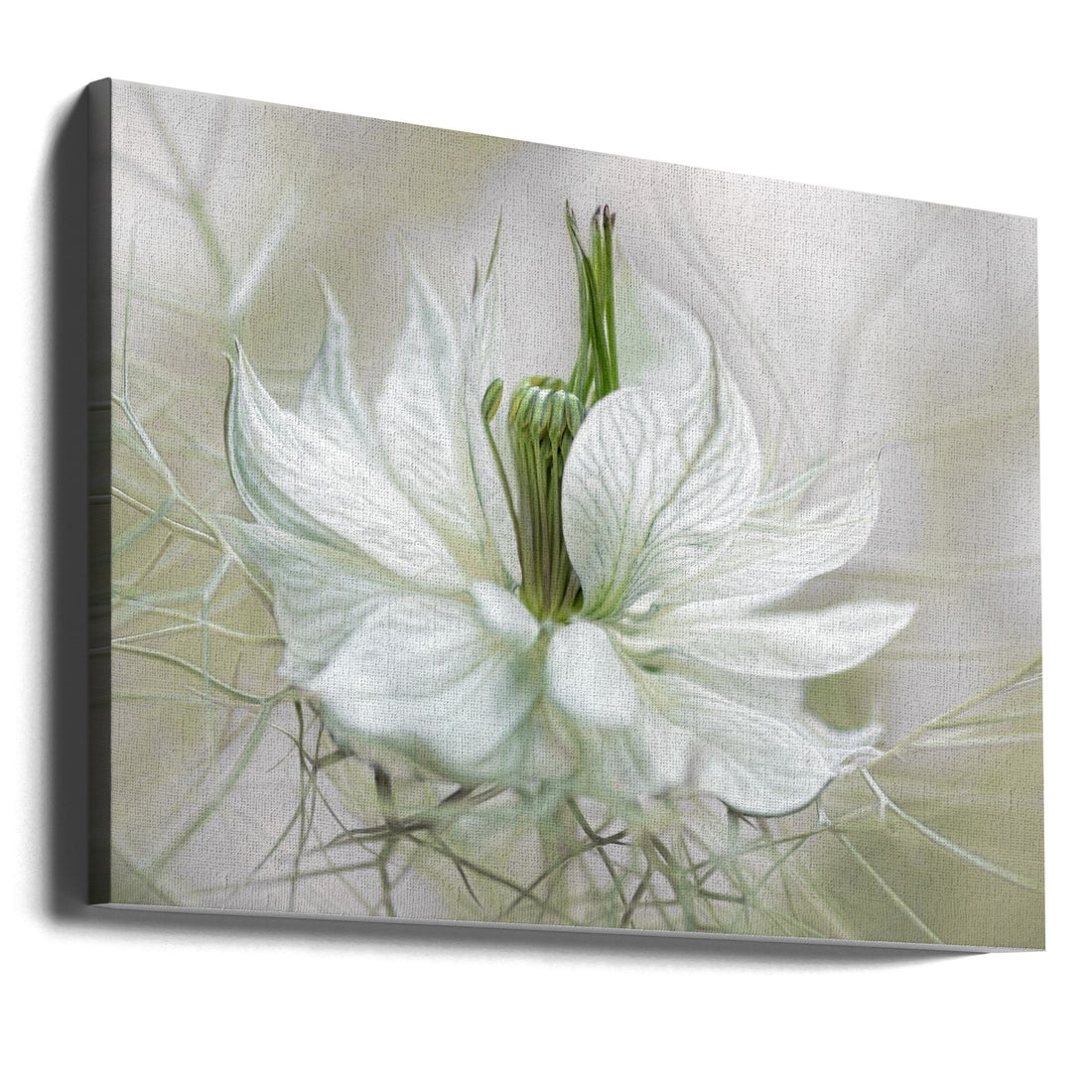 White Nigella Flower by Mandy Disher | Delicate Floral Macro, Large Canvas Wall Art Print | Artsy Earth