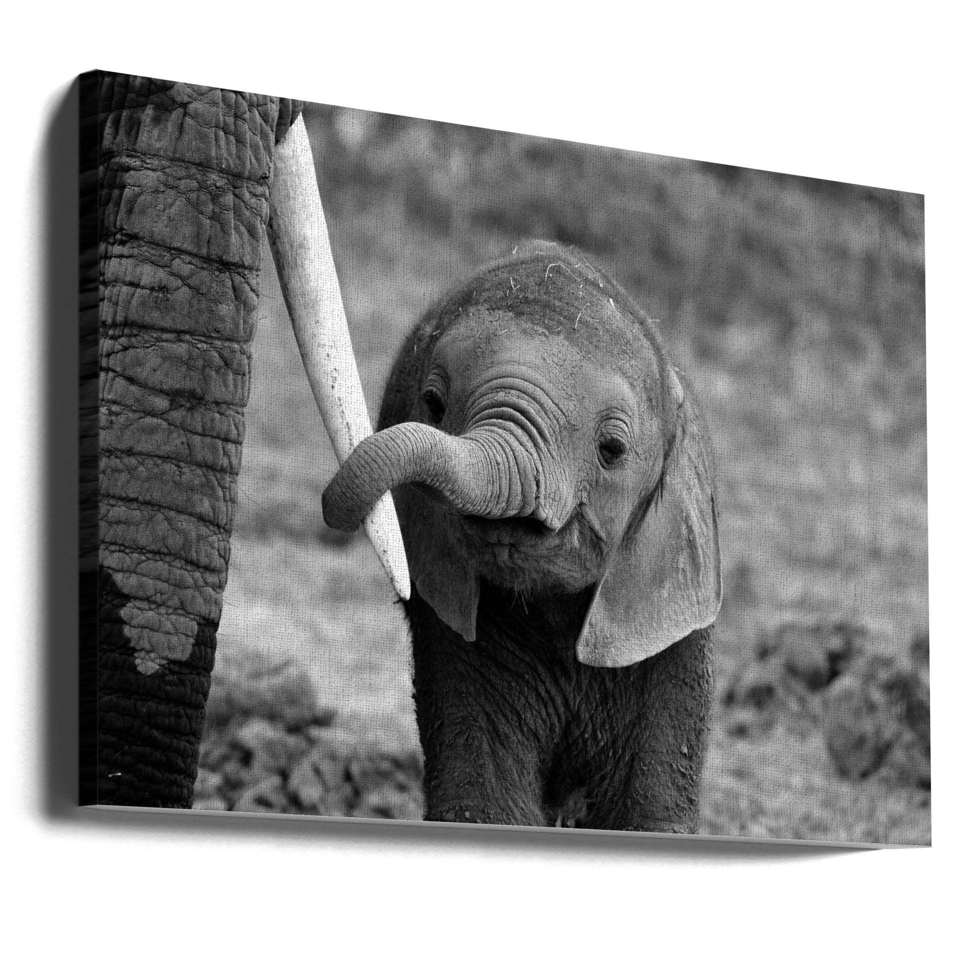 Tender Elephant Love by Bjoern Alicke | Mother Baby Elephant, Large Canvas Wall Art Print | Artsy Earth