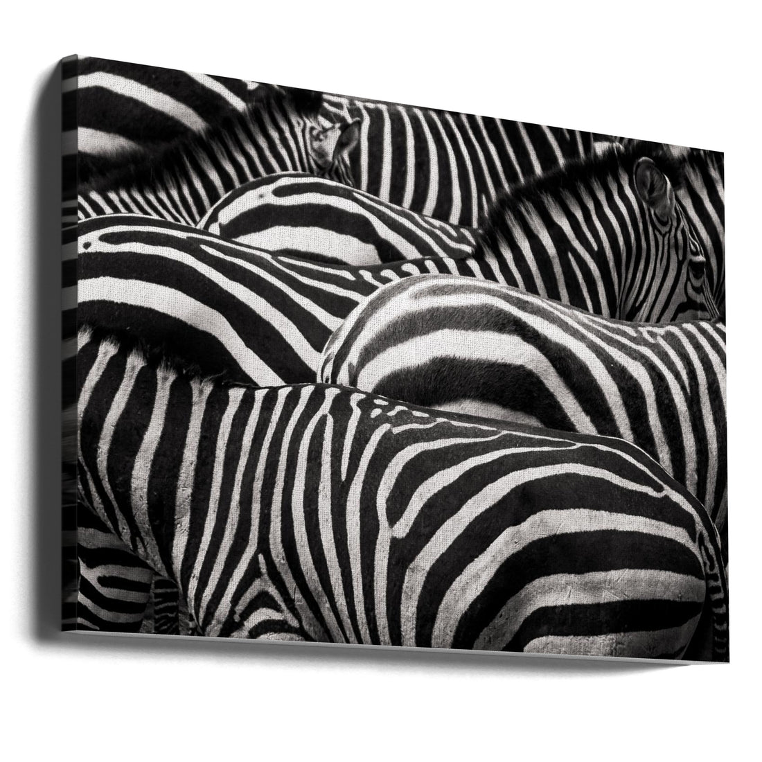 Together by Roelof De Hoog | Wildlife Zebra Herd, Large Canvas Wall Art Print | Artsy Earth