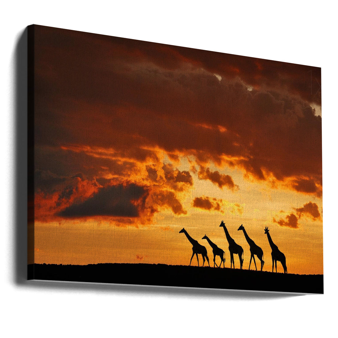 Five Giraffes by Muriel Vekemans | African Wildlife Silhouette, Large Canvas Wall Art Print | Artsy Earth