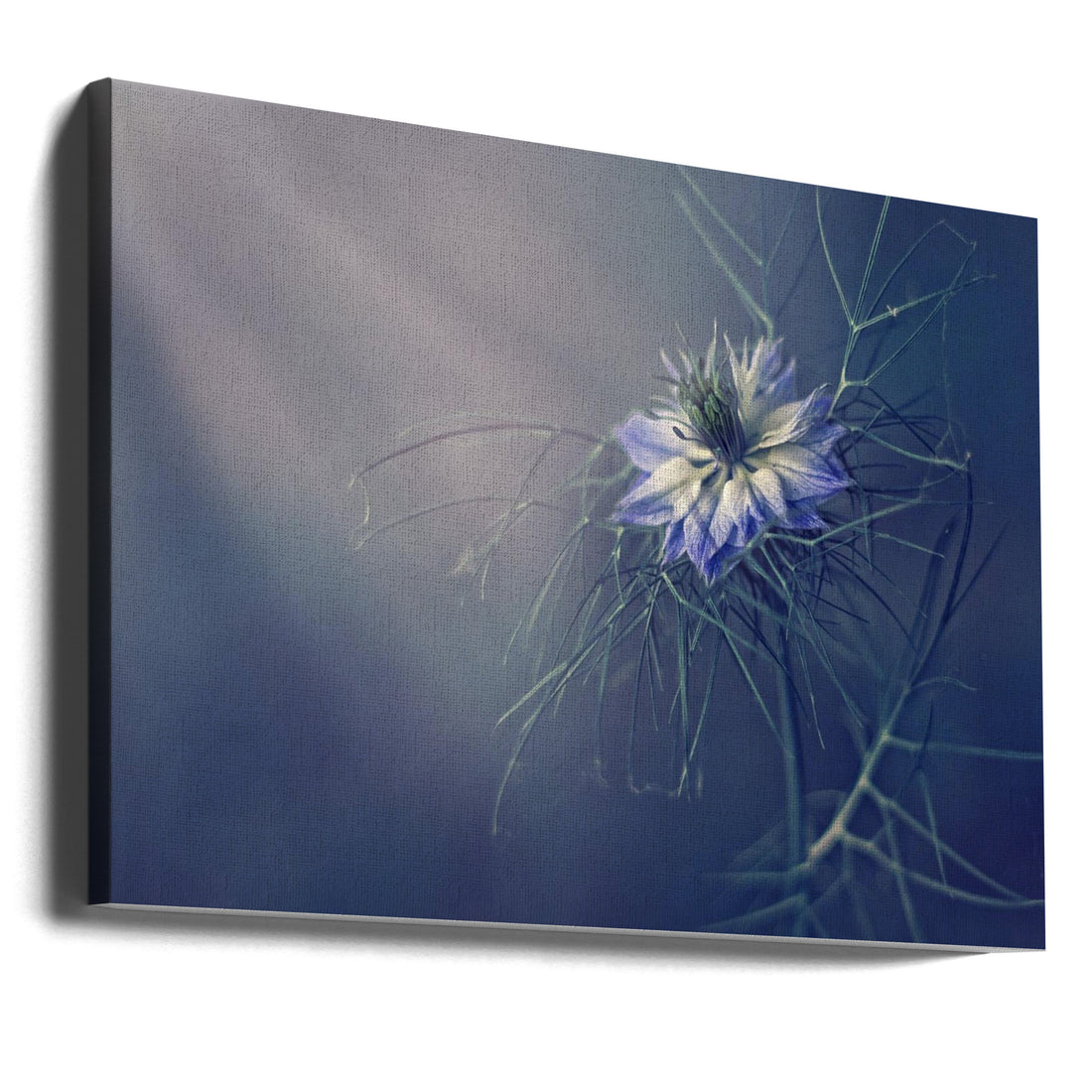 Floral Light Rays by Dimitar Lazarov - Dim | Delicate Garden Flowers, Large Canvas Wall Art Print | Artsy Earth