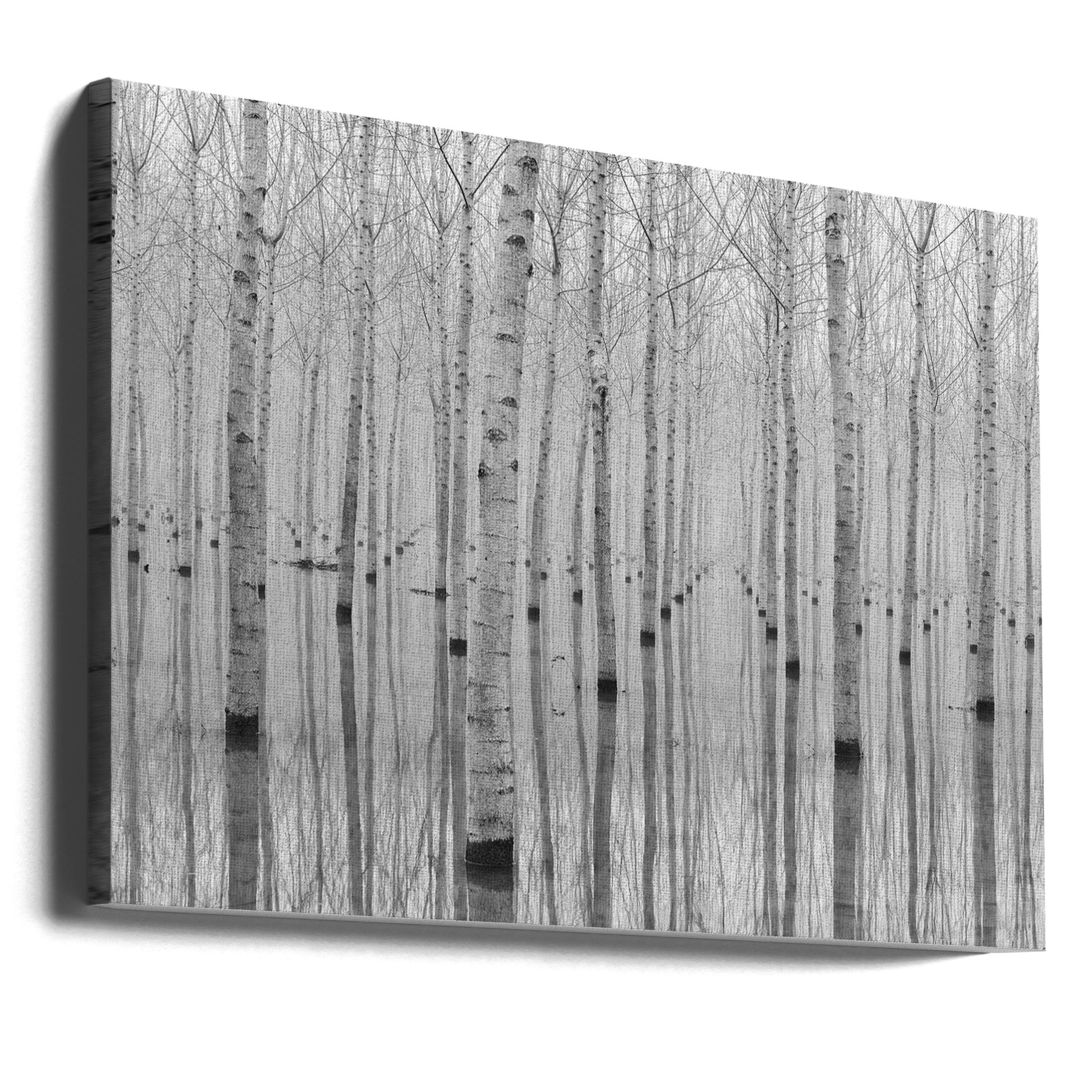 Birch Forest Path by Aglioni Simone | Black White Landscape, Large Canvas Wall Art Print | Artsy Earth