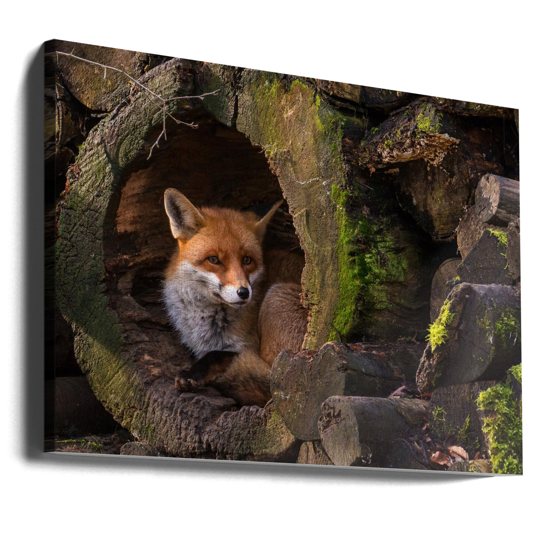 Cozy Fox Den by Cees Van Ginkel | Wildlife Hidden Home, Large Canvas Wall Art Print | Artsy Earth