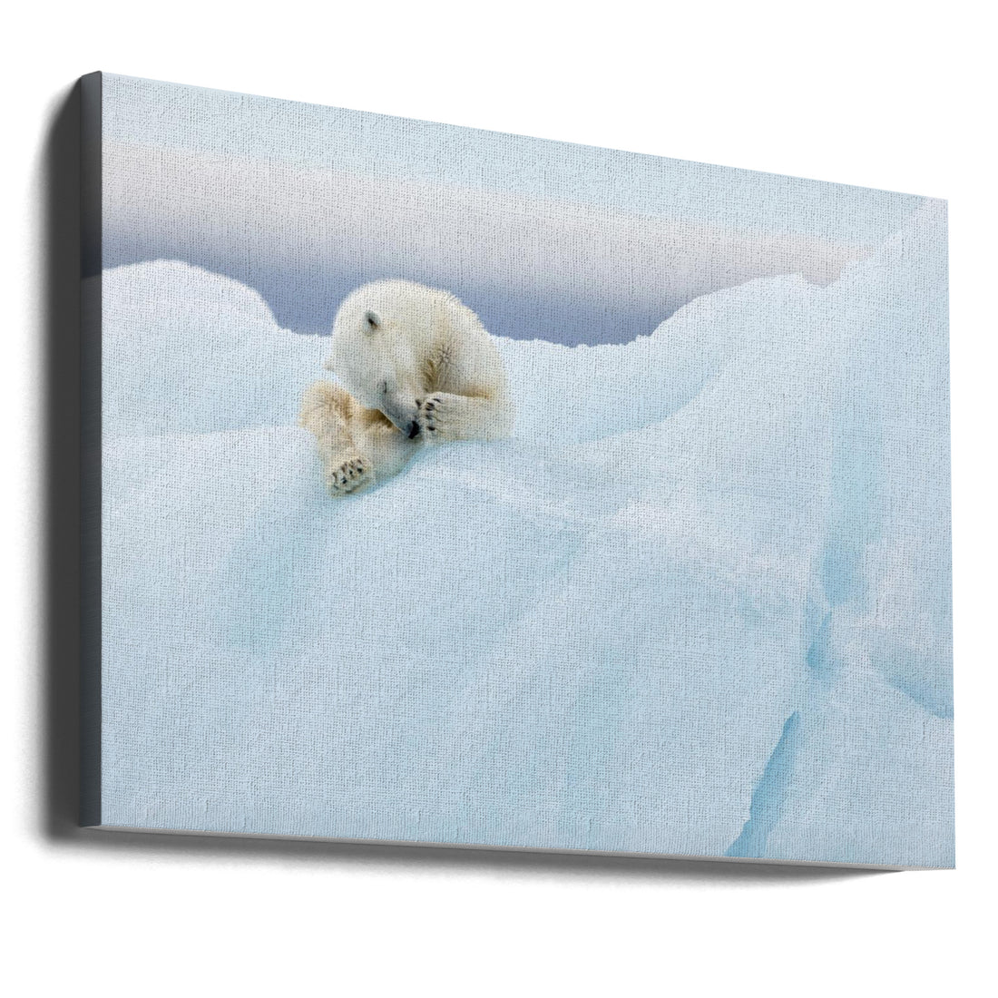 Polar Bear Grooming by Joan Gil Raga | Wild Arctic Wildlife, Large Canvas Wall Art Print | Artsy Earth