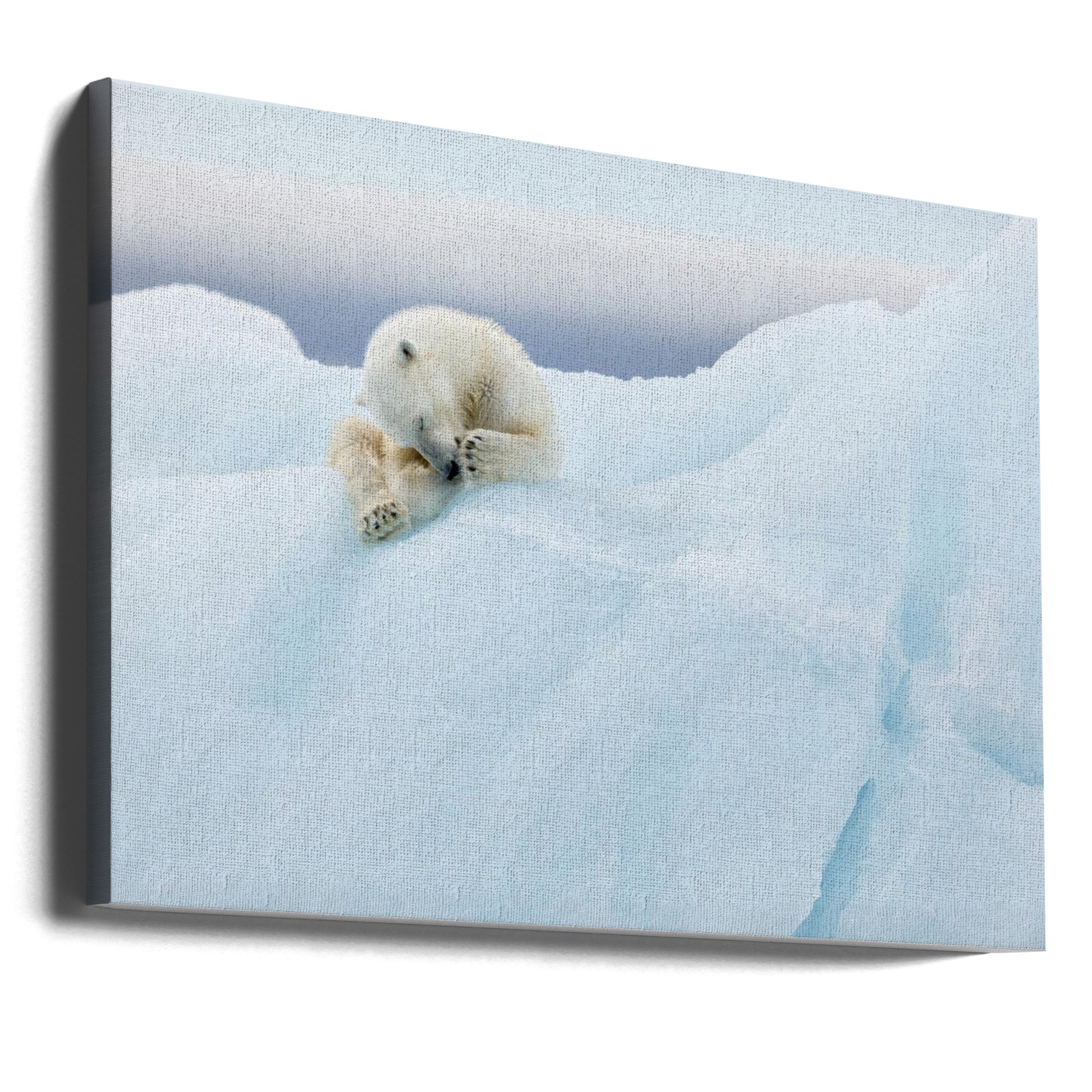 Polar Bear Grooming by Joan Gil Raga | Wild Arctic Wildlife, Large Canvas Wall Art Print | Artsy Earth