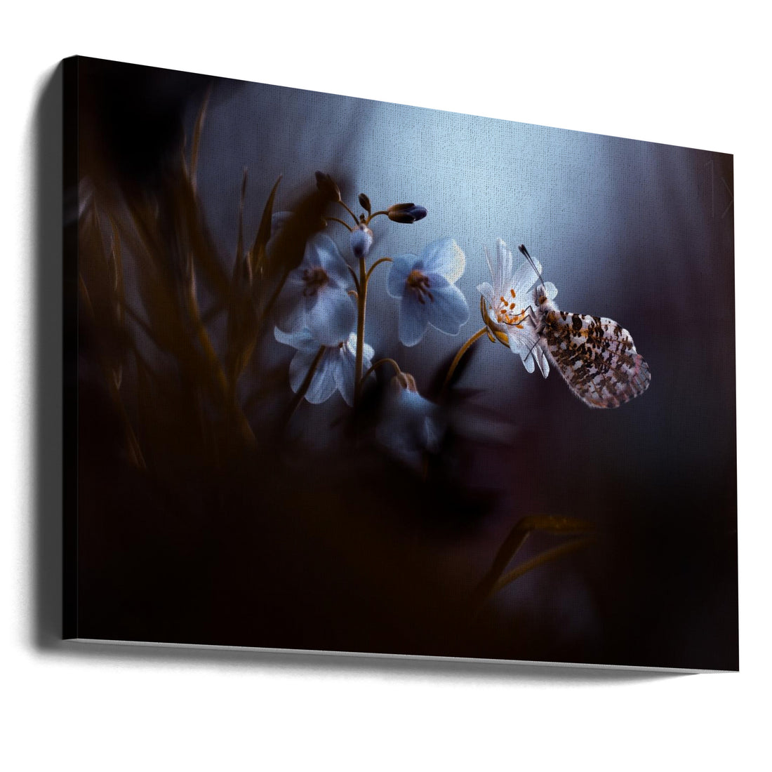 In your dreams by Fabien Bravin | Backlit Butterfly Garden, Large Canvas Wall Art Print | Artsy Earth