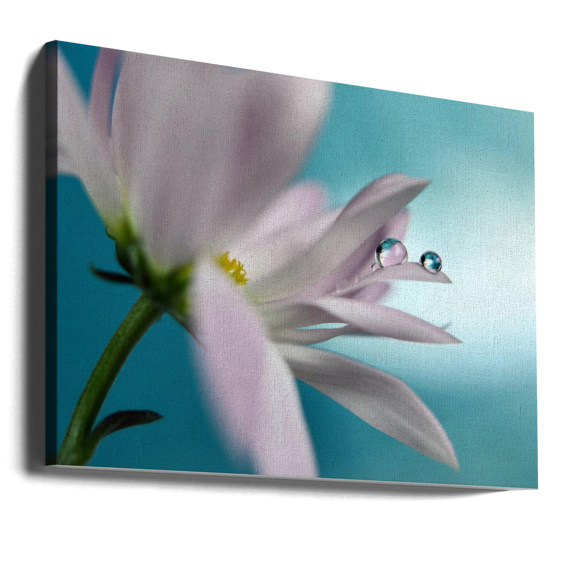 In Turquoise Company by Heidi Westum | Floral Water Droplets, Large Canvas Wall Art Print | Artsy Earth