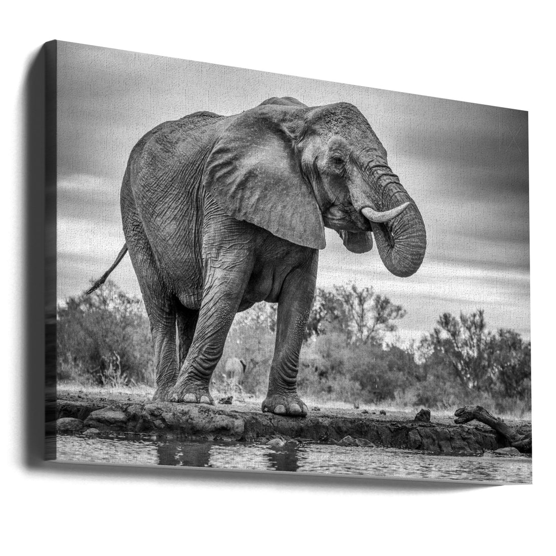 Standing Proud by Jaco Marx | Majestic African Elephant, Large Canvas Wall Art Print | Artsy Earth