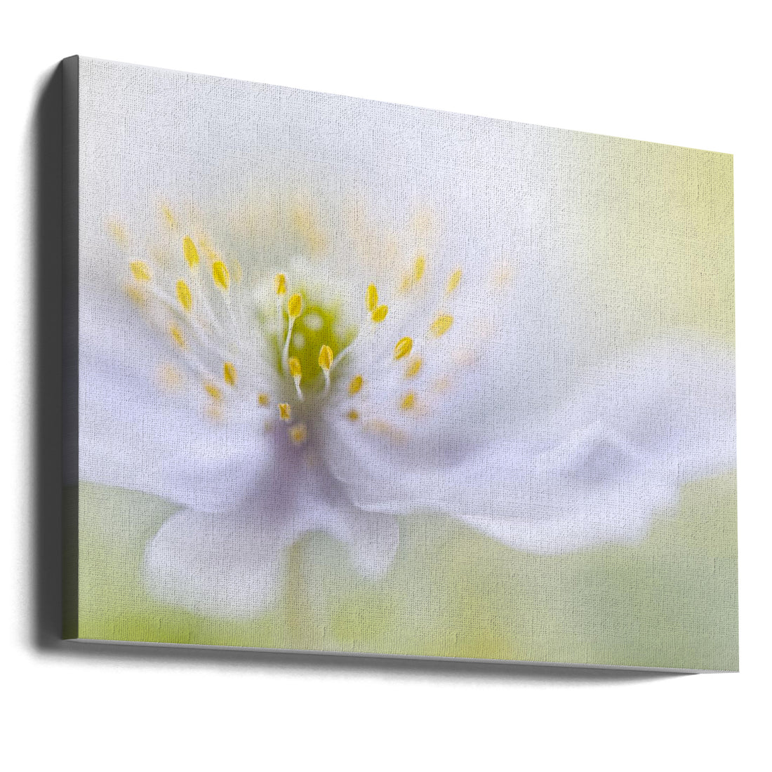 Anemone Beauty by Mandy Disher | Dreamy Floral Macro, Large Canvas Wall Art Print | Artsy Earth