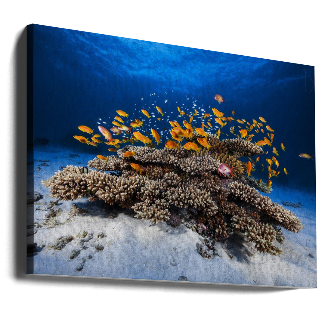 Marine Life by Barathieu Gabriel | Coral Reef Wildlife, Large Canvas Wall Art Print | Artsy Earth