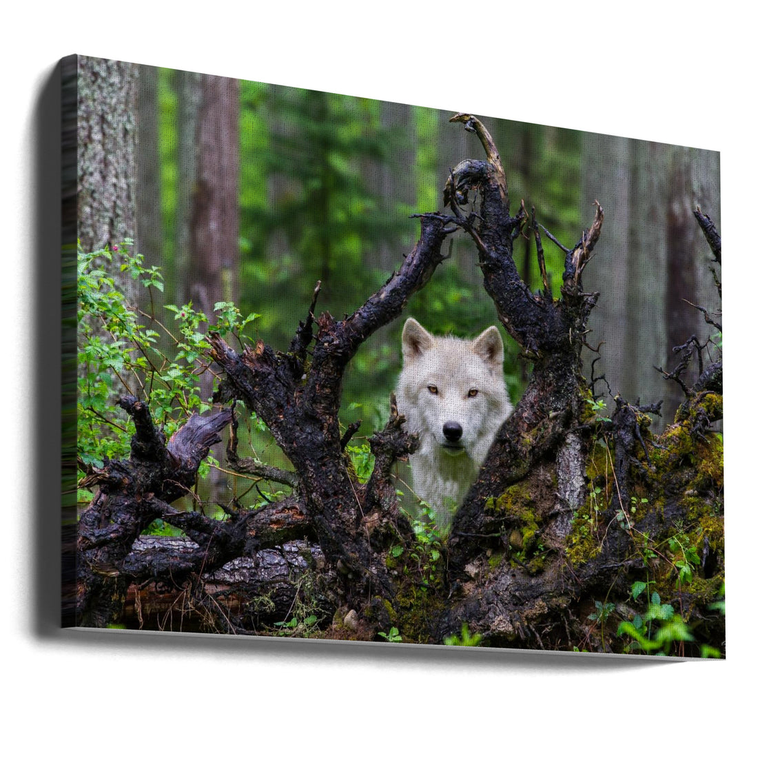 Wild Wolf Forest by Mike Centioli | Wildlife Nature Predator, Large Canvas Wall Art Print | Artsy Earth