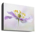 Wood Anemone by Mandy Disher | Floral Botanical Macro, Large Canvas Wall Art Print | Artsy Earth