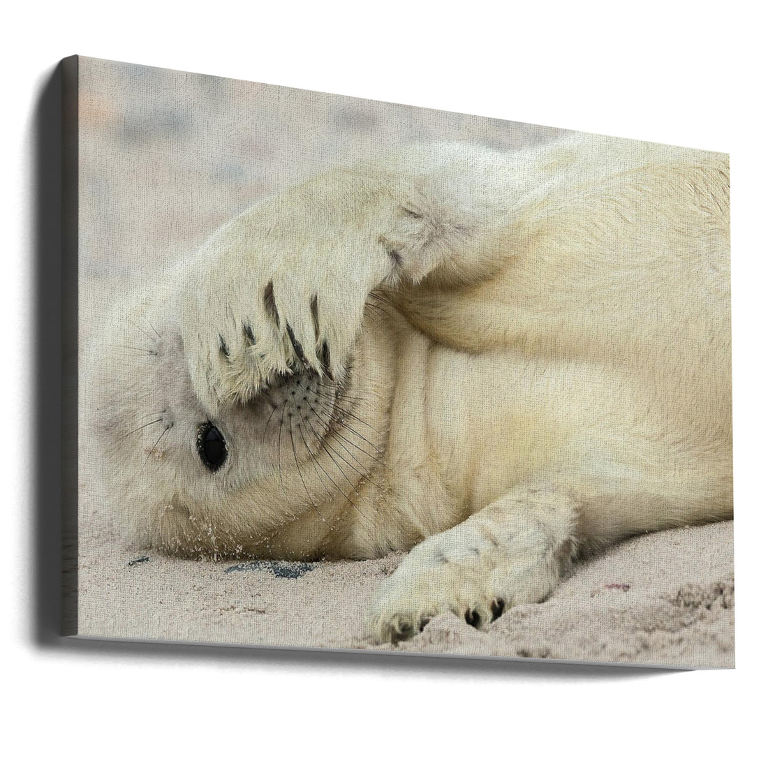 Peekaboo Seal Pup by Hillebrand Breuker | Baby Seal Wildlife, Large Canvas Wall Art Print | Artsy Earth