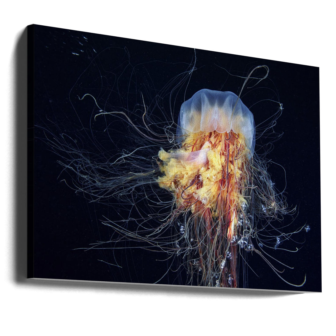 Giant Lion's Mane by Alexander Semenov | Dangerous Underwater Wildlife, Large Canvas Wall Art Print | Artsy Earth