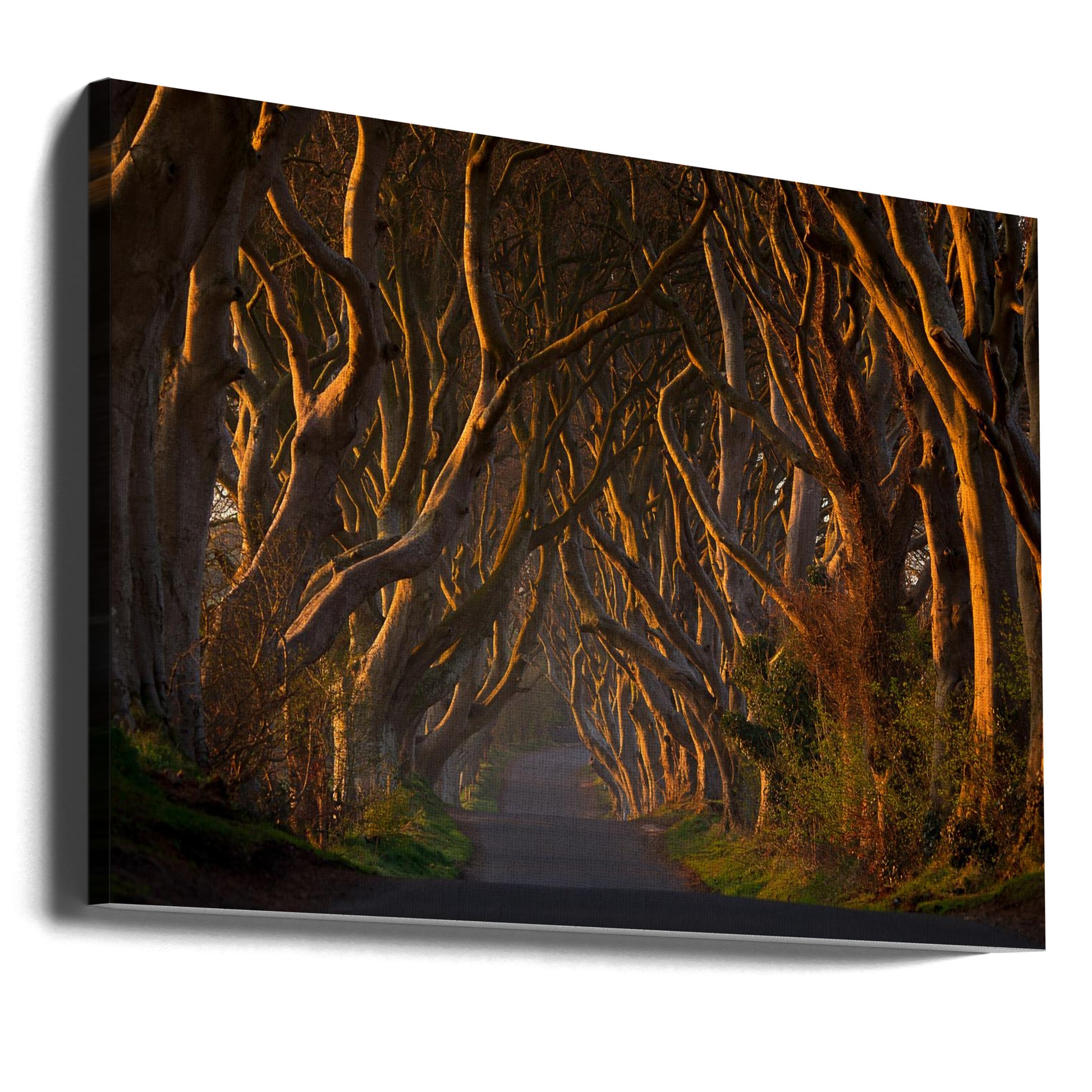 The Dark Hedges in the Morning Sunshine by Piotr Galus | Forest Road Sunrise, Large Canvas Wall Art Print | Artsy Earth