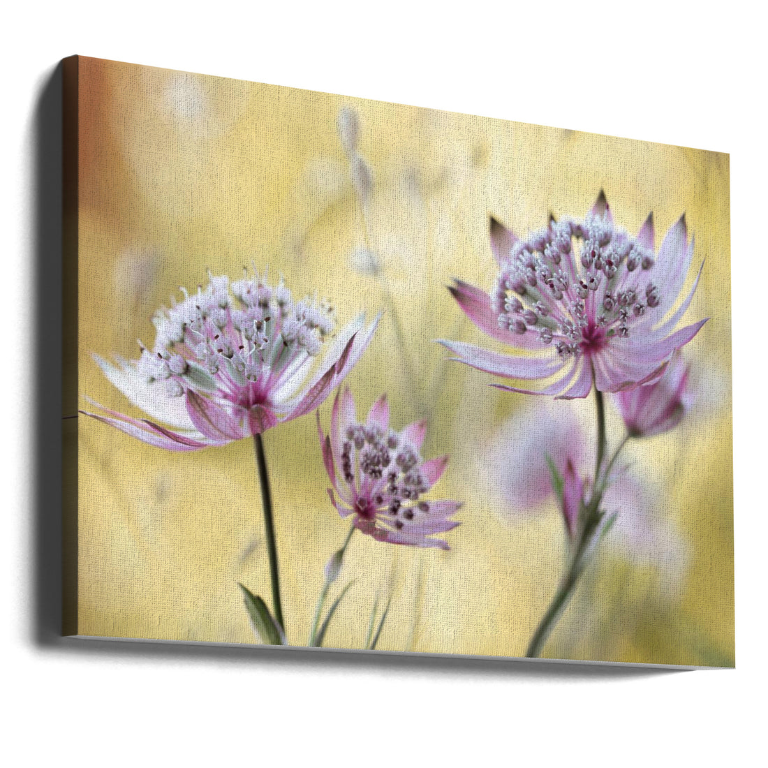 Astrantia Major by Mandy Disher | Pink Floral Macro, Large Canvas Wall Art Print | Artsy Earth