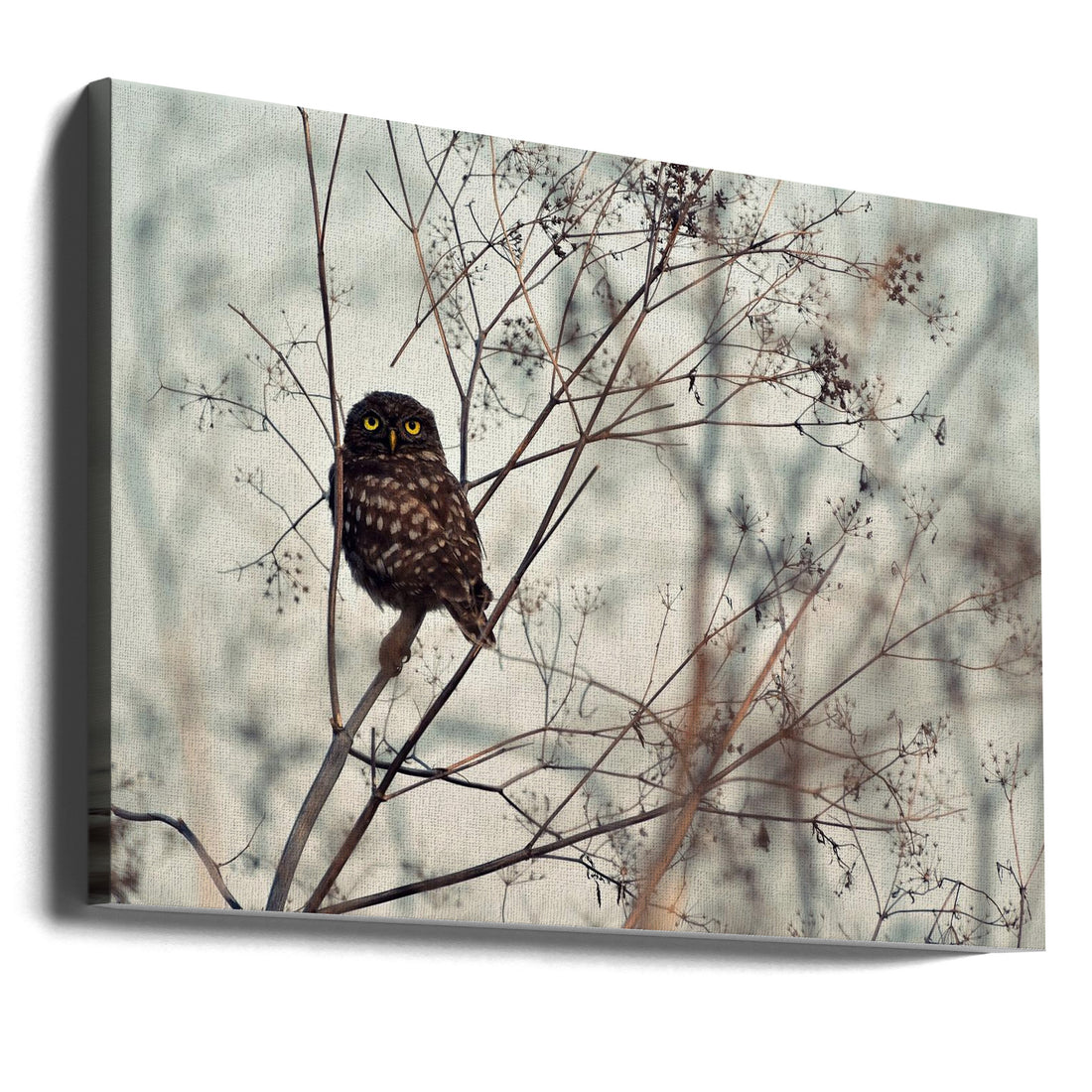 Look at Me! by Emilian Avramescu | Wild Owl Nature, Large Canvas Wall Art Print | Artsy Earth