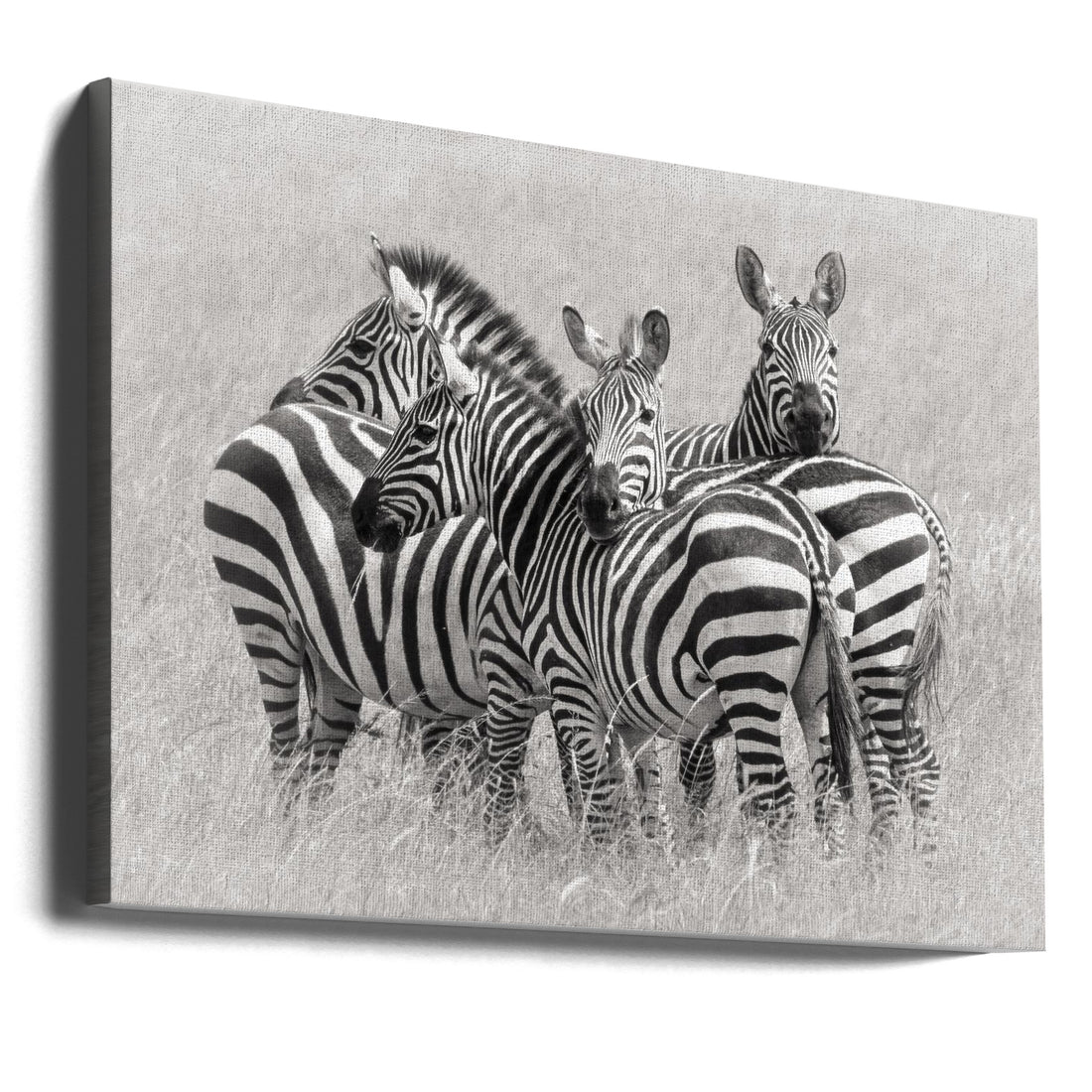 Zebra Family Embrace by Kirill Trubitsyn | Wildlife Safari Love, Large Canvas Wall Art Print | Artsy Earth