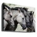 Four Konik Horses by Jaap Van Den Helm | Horse Group Meeting, Large Canvas Wall Art Print | Artsy Earth