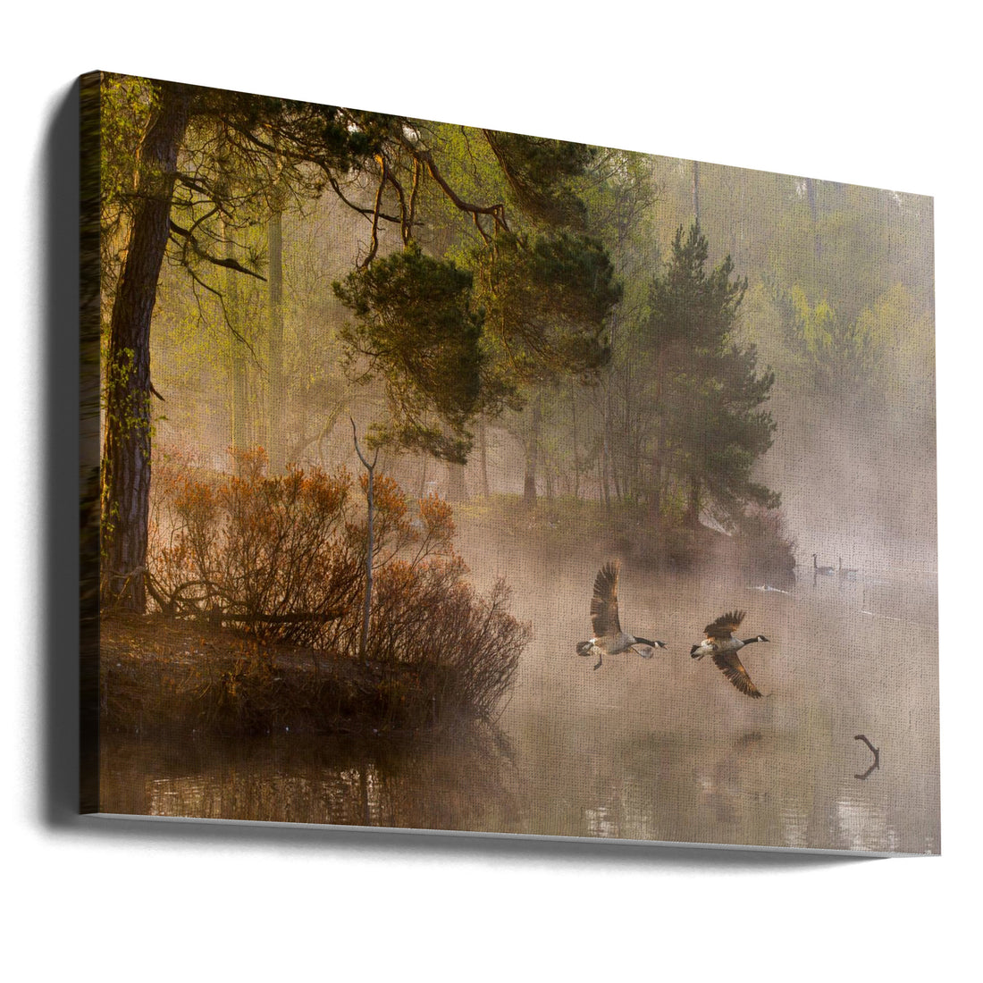 Goose Fight by Anton Van Dongen | Wild Geese Nature, Large Canvas Wall Art Print | Artsy Earth