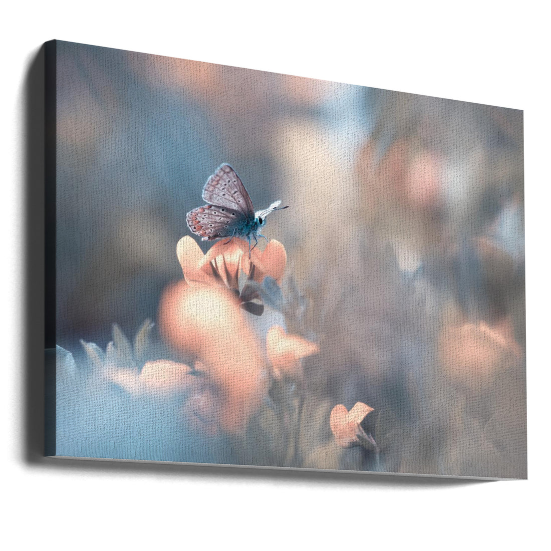 Garden Butterfly by Fabien Bravin | Macro Floral Bokeh, Large Canvas Wall Art Print | Artsy Earth