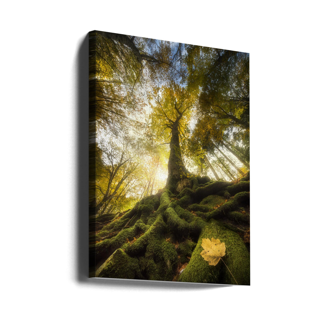 The Goodbye of a Leaf by Alberto Ghizzi Panizza | Autumn Forest Landscape, Large Canvas Wall Art Print | Artsy Earth