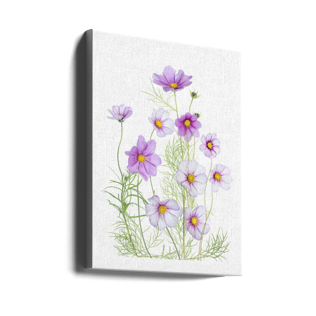 Cosmos Comfort by Mandy Disher | White Garden Flowers, Large Canvas Wall Art Print | Artsy Earth