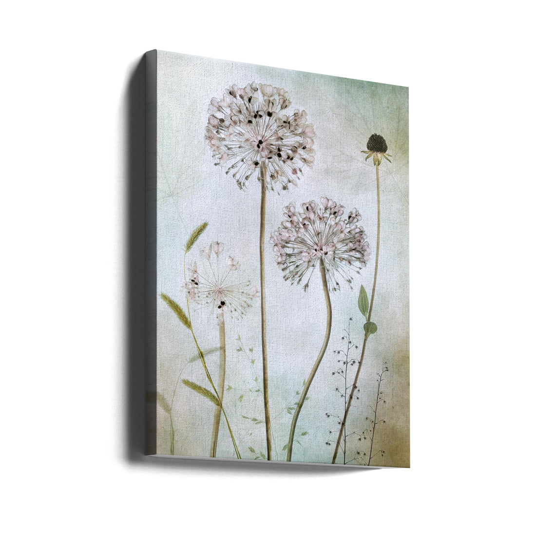 Allium Botanical Art by Mandy Disher | Floral Still Life, Large Canvas Wall Art Print | Artsy Earth