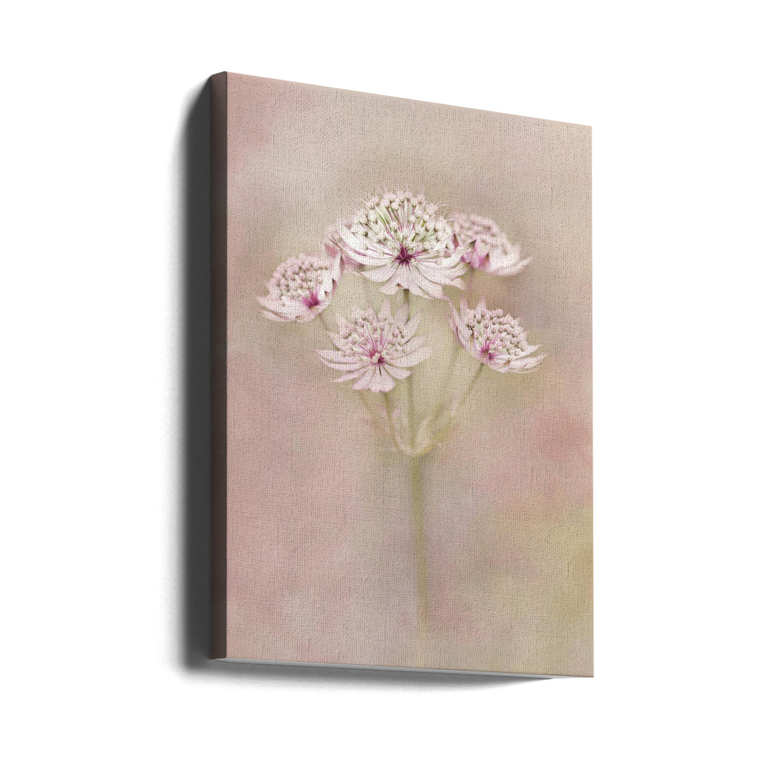 Pastel Astrantia Flower by Alida Van Zaane | Pink Floral Macro, Large Canvas Wall Art Print | Artsy Earth