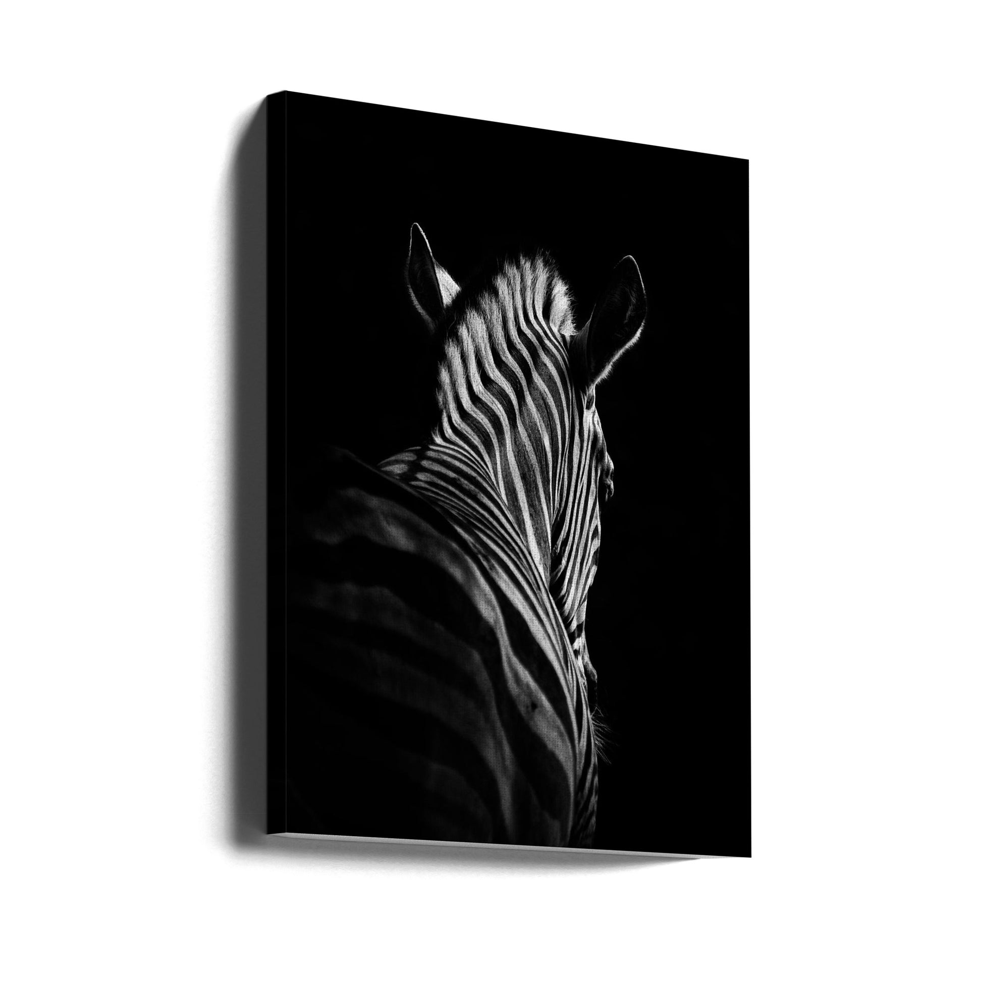 Stepping Down by Christian Meermann | Minimalist Zebra Portrait, Large Canvas Wall Art Print | Artsy Earth