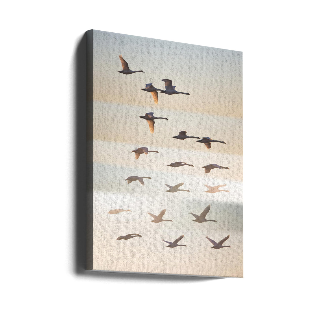 Flying Swans Sunset by Leif Løndal | Wildlife Birds Formation, Large Canvas Wall Art Print | Artsy Earth