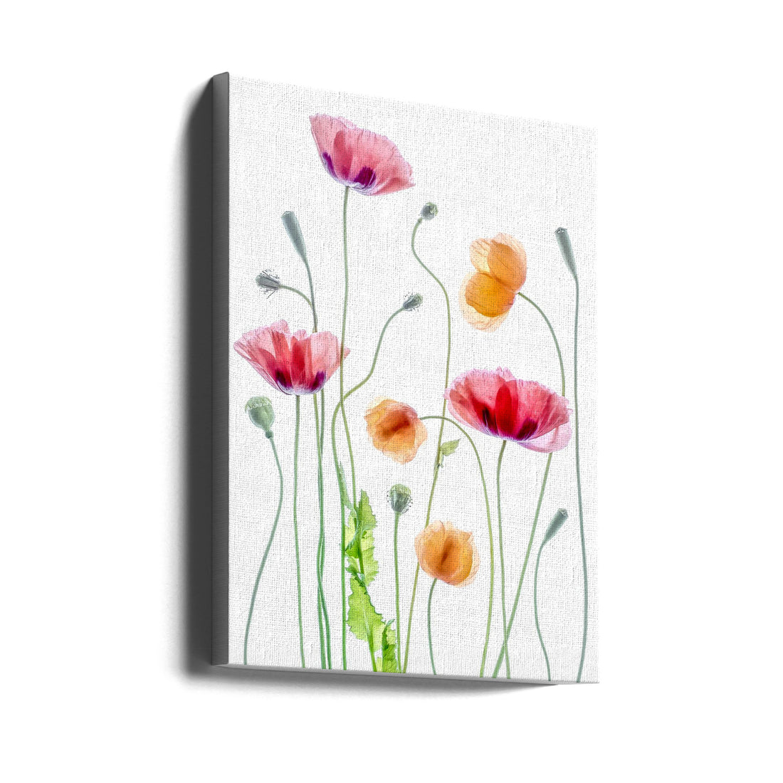 Backlit Poppies by Mandy Disher | Floral Botanical Portrait, Large Canvas Wall Art Print | Artsy Earth