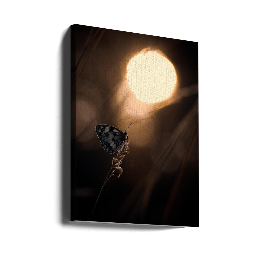 Dark Butterfly Macro by Fabien Bravin | Low Key Insect, Large Canvas Wall Art Print | Artsy Earth