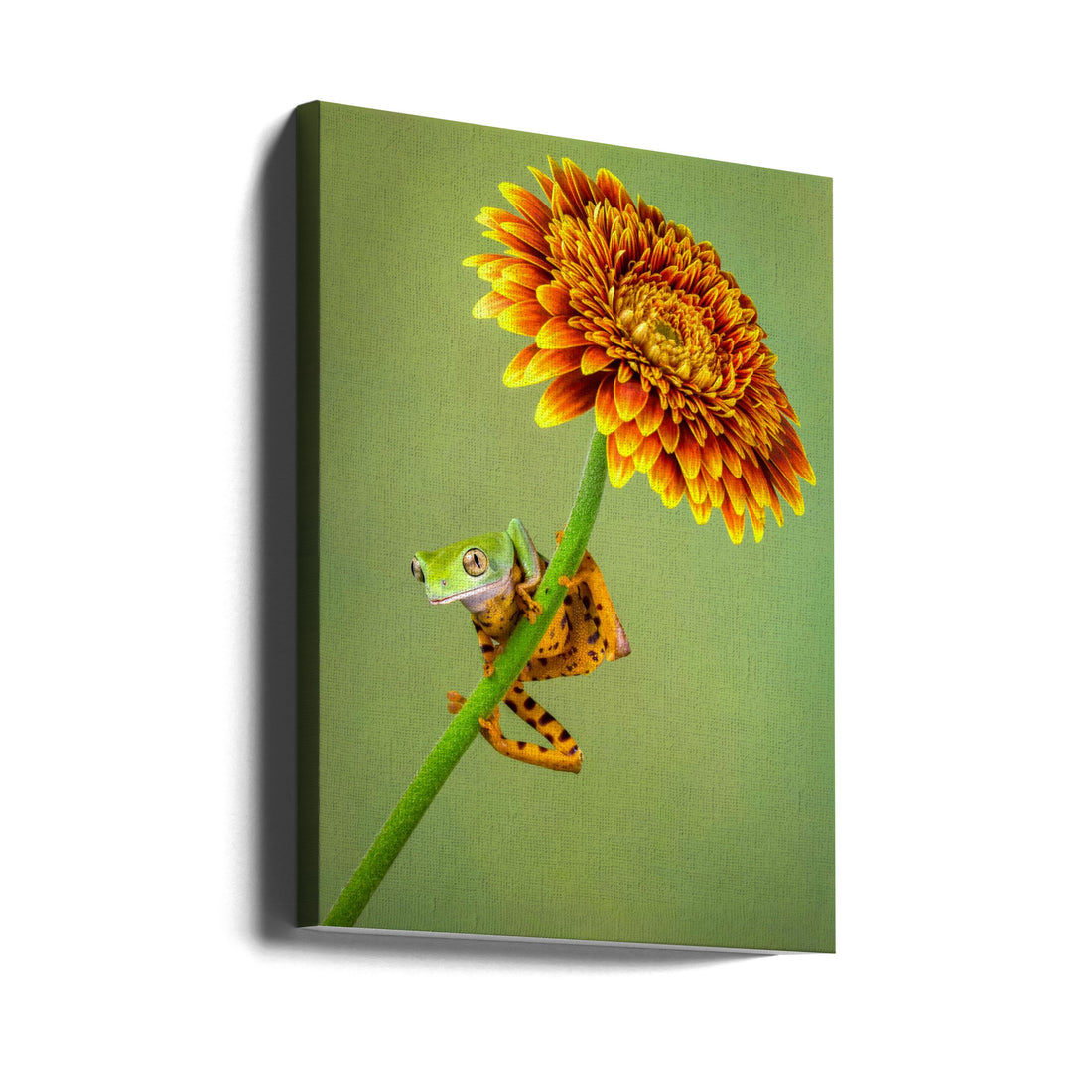 Just Hanging Around by Renee Doyle | Tiger Frog Macro, Large Canvas Wall Art Print | Artsy Earth