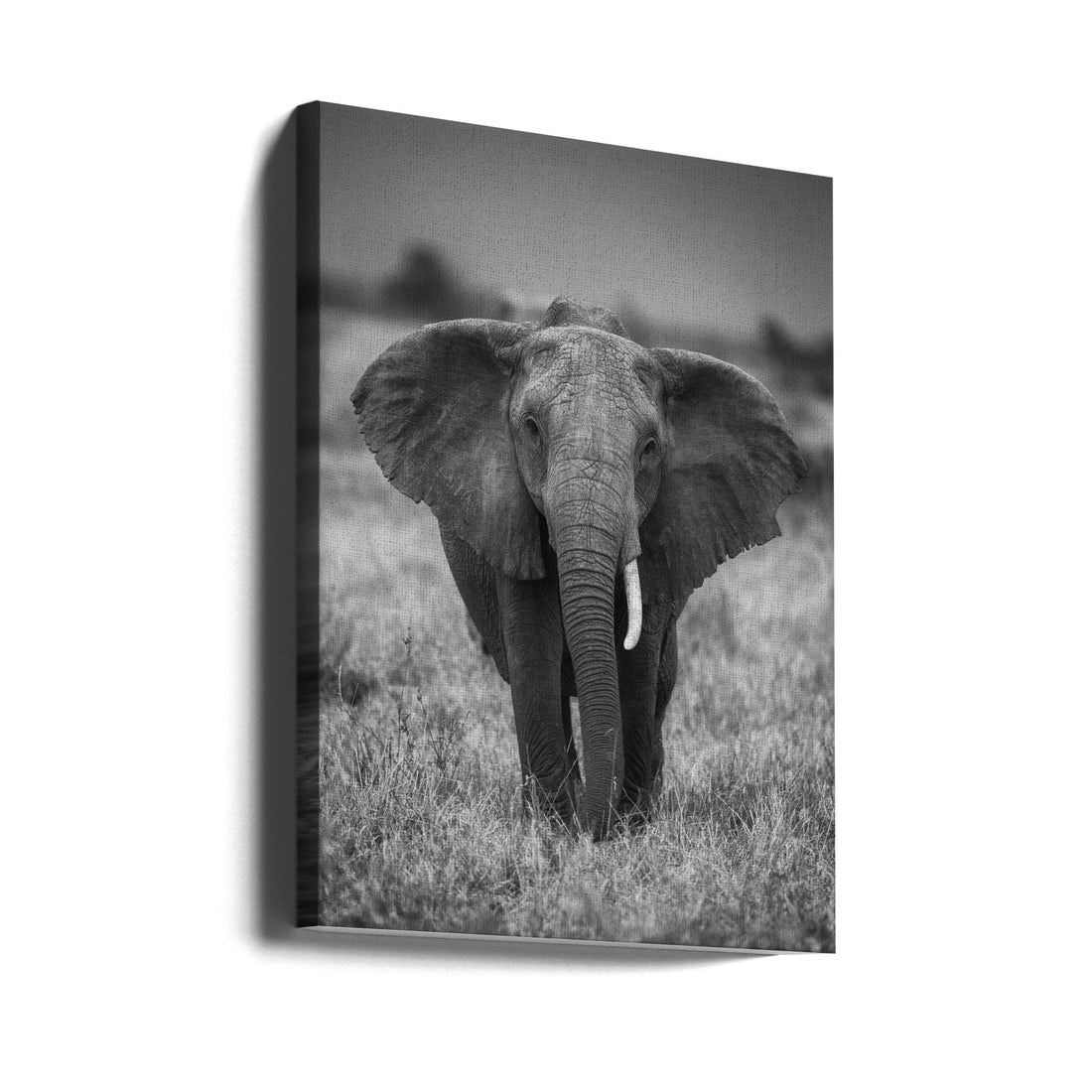 Injured Elephant Portrait by Jaco Marx | Wildlife Monochrome Africa, Large Canvas Wall Art Print | Artsy Earth