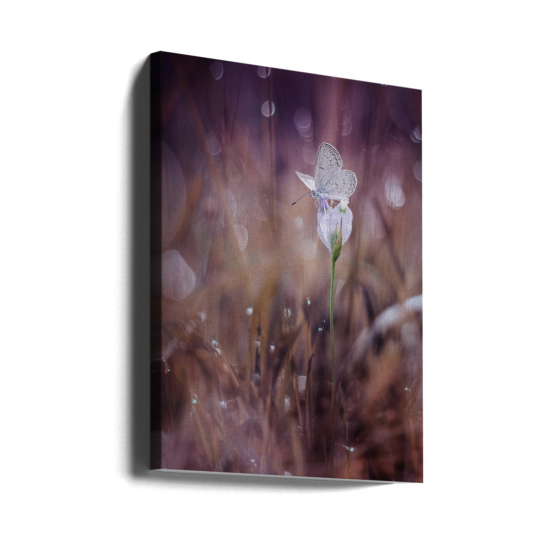 Garden Butterfly by Ahmad Baihaki | Macro Floral Photography, Large Canvas Wall Art Print | Artsy Earth