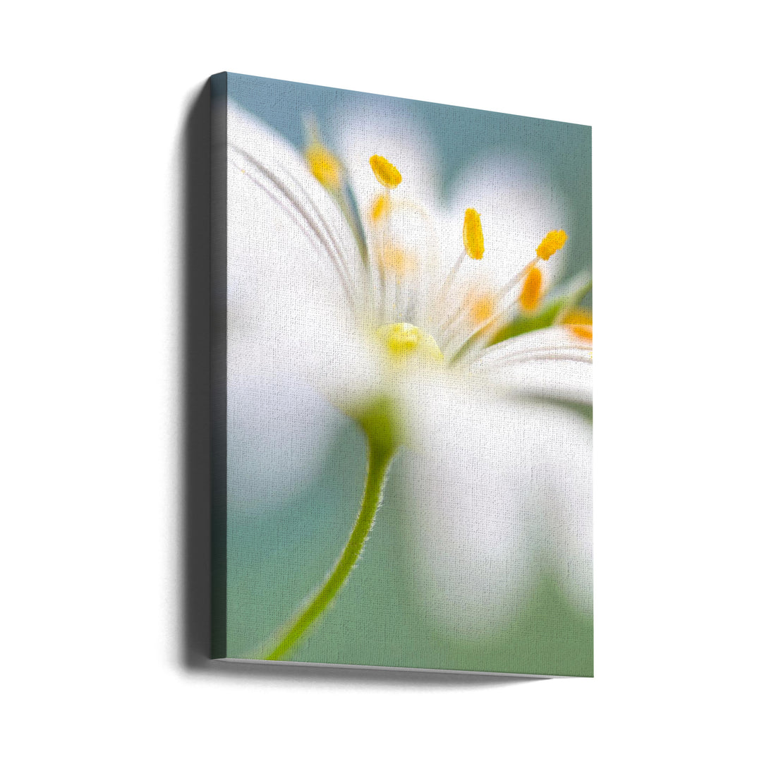 Stitchwort surprise by Mandy Disher | Delicate Spring Flower, Large Canvas Wall Art Print | Artsy Earth